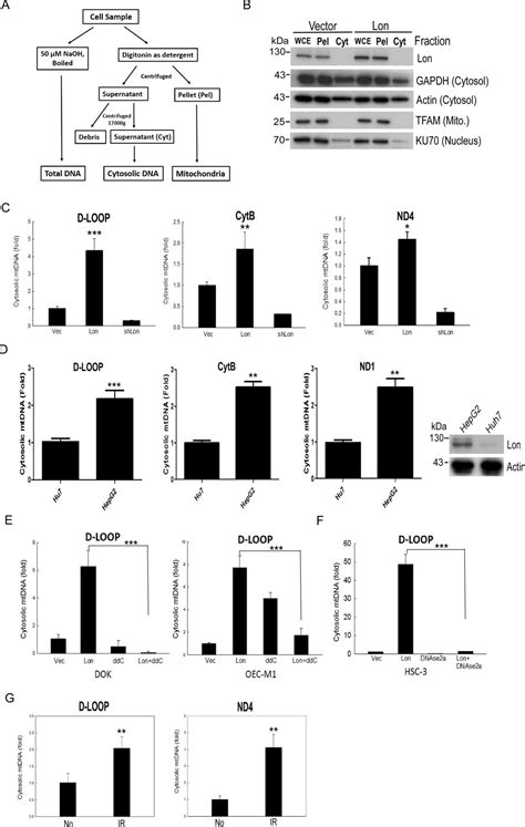 Mitochondrial Lon-induced mtDNA leakage contributes to PD-L1–mediated immunoescape via STING-IFN ...