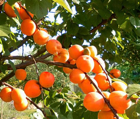 Apricot tree - growing, caring for and harvesting juicy apricots