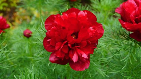 Fern Leaf Peony - double red. 2018 | Peony farm, Peonies for sale ...