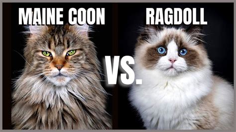 Maine Coon Cat VS. Ragdoll Cat - YouTube