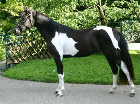 Pin on Equine - Paint, Pinto, and Appaloosa | Irish sport horse, Most ...