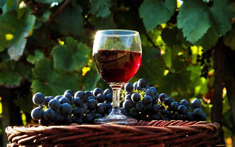 Vineyard Bliss: Wine & Grapes HD Wallpaper