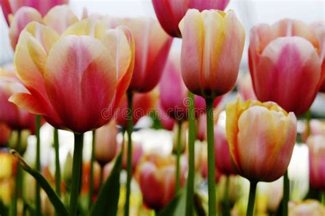 Close-up of Apricot, Pink, Orange and White Tulips Stock Image - Image of grow, leaves: 367163