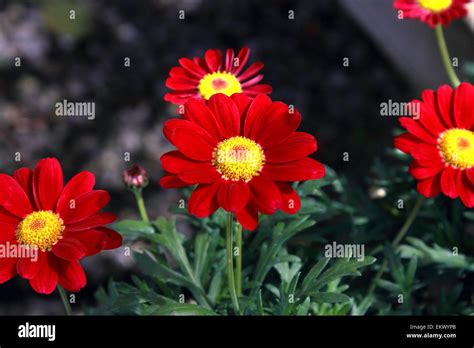 Red and Yellow Daisies Stock Photo - Alamy