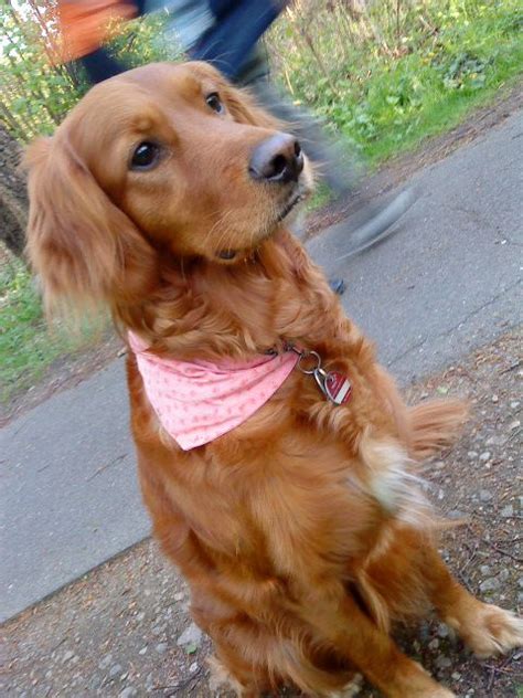 Golden Retriever/Irish Setter Mix | Puppy Love | Pinterest