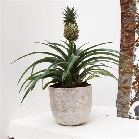 Ornamental Pineapple plant | Pineapple planting, Plants, Growing pineapple