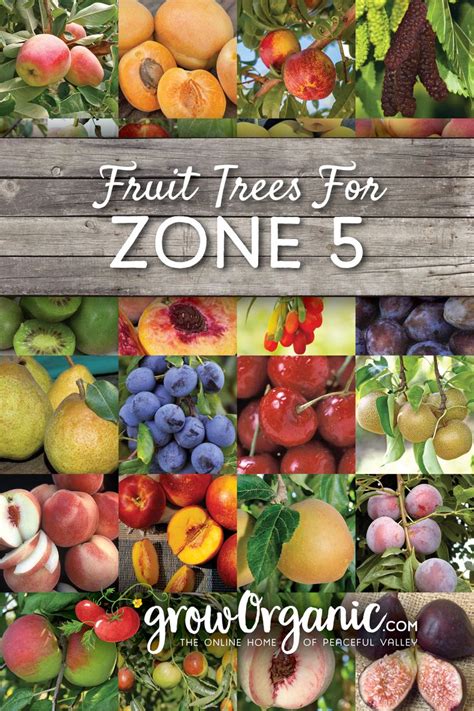 Fruit Trees for USDA Zone 5 | Growing fruit trees, Planting fruit trees, Fruit trees backyard