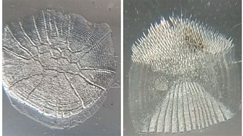 Ctenoid Scales - Fish Scale Wikipedia / History and etymology for ctenoid.