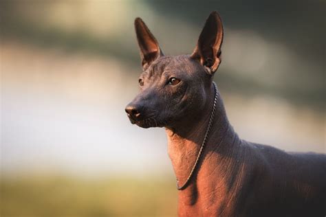 12 animales de México que aún conservan su nombre prehispánico