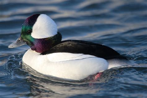 Deltaville Vignettes: Dipper Ducks