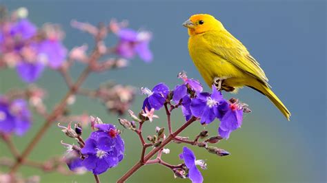 Pássaro Amarelo Finch Açafrão está sentado na Flor roxa 4K Pássaros HD ...