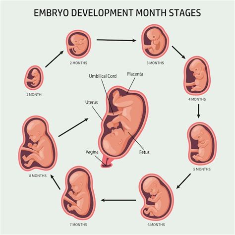 Premium Vector | Embryo in the womb, set. Development and growth of the fetus at different ...