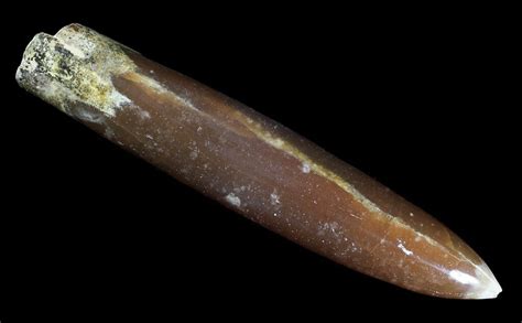 3.8" Agatized Belemnite Fossil - Sweden (#66289) For Sale - FossilEra.com