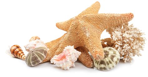 Seashell Beach Clip art - sea shells png download - 770*400 - Free Transparent Seashell png ...