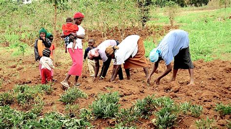 Gender and food security: How to bolster food production ? | by Willem ...