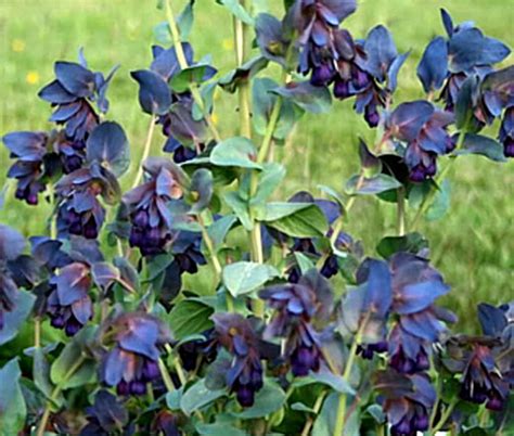 Honeywort Cerinthe Major Purpurascens Seeds