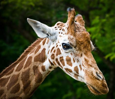 refocus | photography // Giraffe