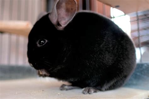 21 Different Colors Of Chinchillas (Which Ones Are Rarest?)