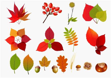 Fall Leaves Vector Pack 36061 Vector Art at Vecteezy