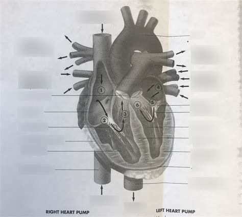 Heart DIagram Diagram | Quizlet