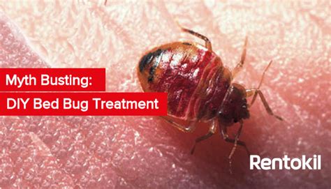 Myth Busting: DIY Bed Bug Treatment