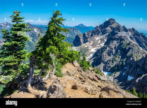 Mount Ellinor Trail, Olympic National Park, Washington State, USA Stock Photo - Alamy