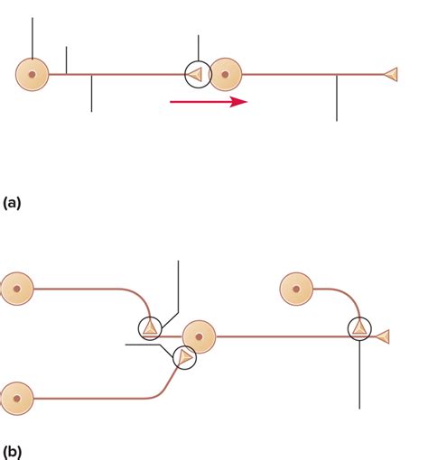 Chapter 12: Synaptic Relationships Between Neurons Diagram | Quizlet