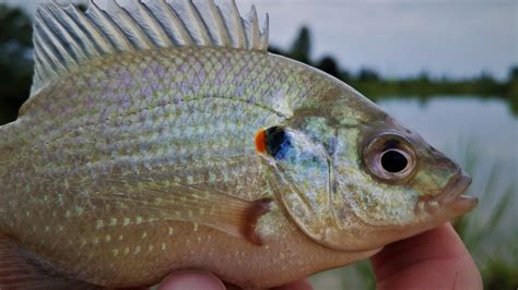 How Do You Catch Redear Sunfish Fishing Planet in Lone Star Lake ...