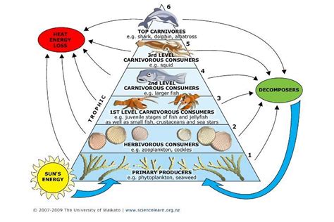 Freshwater Biome Food Web