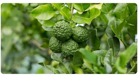 Citrus Bergamot Safety: Side Effects & Interactions | The Botanical ...