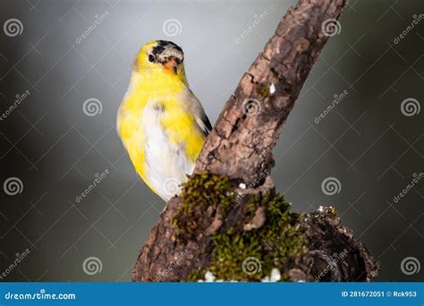 Male Goldfinch Changing To Breeding Plumage Stock Image - Image of ...