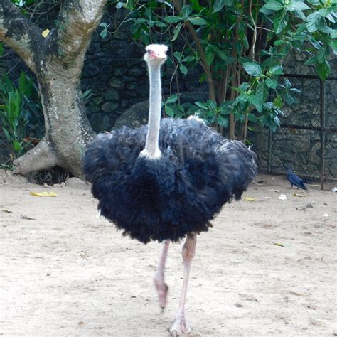 Common ostrich by Takiako-Nakashi on DeviantArt