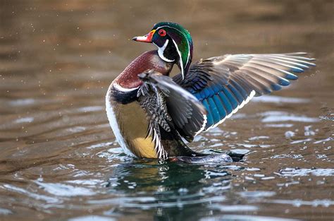 Wood duck splash Photograph by Lynn Hopwood - Fine Art America