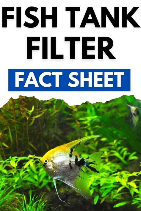 Types of Aquarium Filters - The Pet Supply Guy | Beta fish tank, Aquarium filter, Tropical fish ...