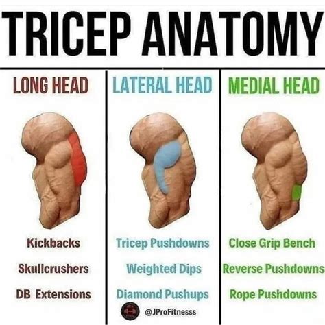 TRICEP ANATOMY LATERAL HEAD MEDIAL HEAD LONG HEAD Kickbacks Tricep Pushdowns I Close Grip Bench ...