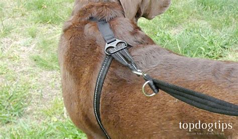 Halti No-Pull Dog Harness and Training Lead Review