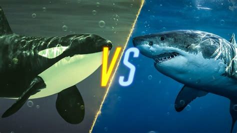 Orca vs. Great White Shark: Who Reigns Supreme?