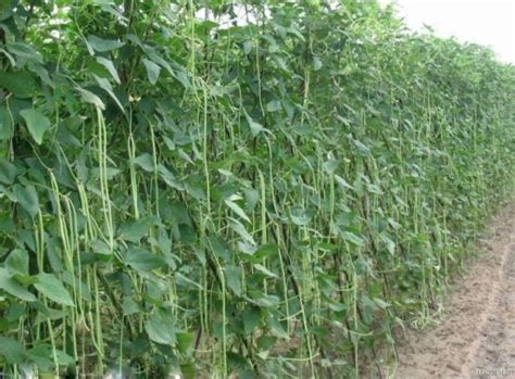 Cowpea is an annual herb and is commonly cultivated mainly for its protein-rich seeds. It is a ...