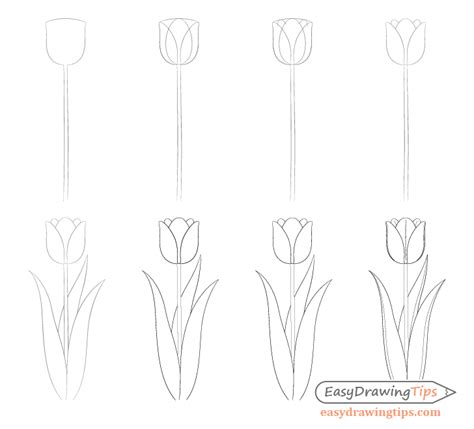 Easy Tulip Drawing Step by Step - EasyDrawingTips