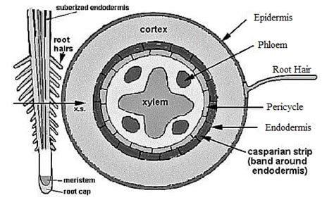 Functions of Pericycle in Plants - QS Study