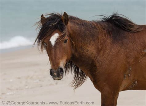 The Wild Horses of Sable Island