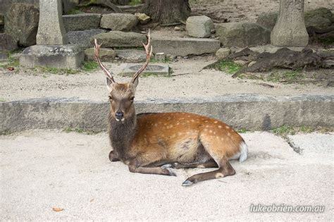 Photos of Japan: Itsukushima Shrine, Miyajima