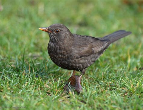 Common Blackbird - Turdus merula female - juda148870