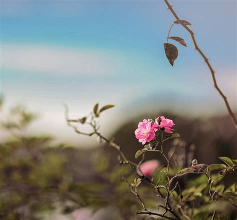 Free Images : flower, beautifu, l awesome, amazing, sky, pink, spring ...