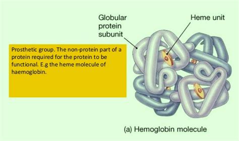 Seven Days per Week: STPM Biology Biological Molecules (Part 14)