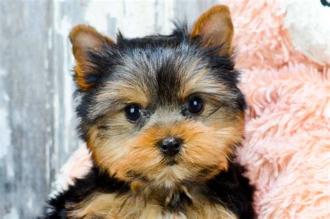 Yorkie Puppies For Adoption - Photos All Recommendation