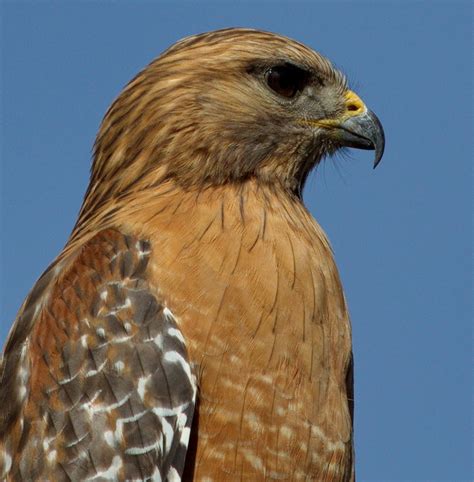 Red-shouldered Hawk | San Diego Bird Spot