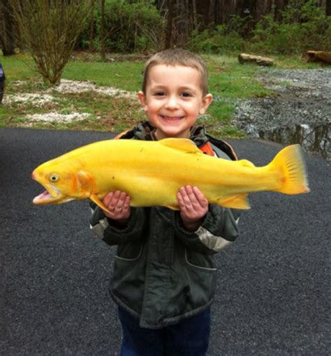 International Fishing News: USA: yellow palomino trout