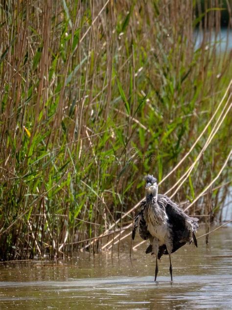 Grey Heron in habitat stock photo. Image of wild, bird - 120487918