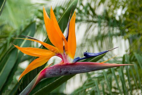 5 Types of Bird of Paradise Plants